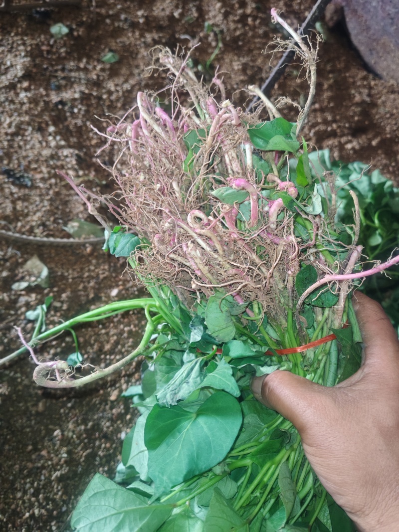 济薯26脱毒红薯苗拔苗高剪苗大田苗均有