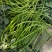 西瓜红薯苗拔苗高剪苗大田苗均有