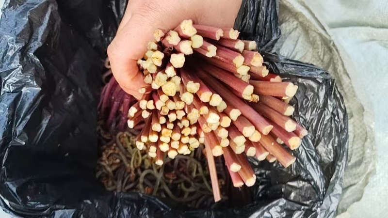 贵州高山蕨菜甜蕨苦蕨都有货