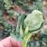 精品苏州青菜苔