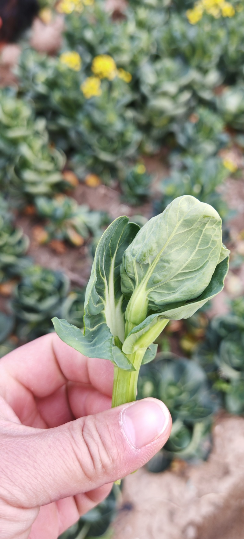 精品苏州青菜苔