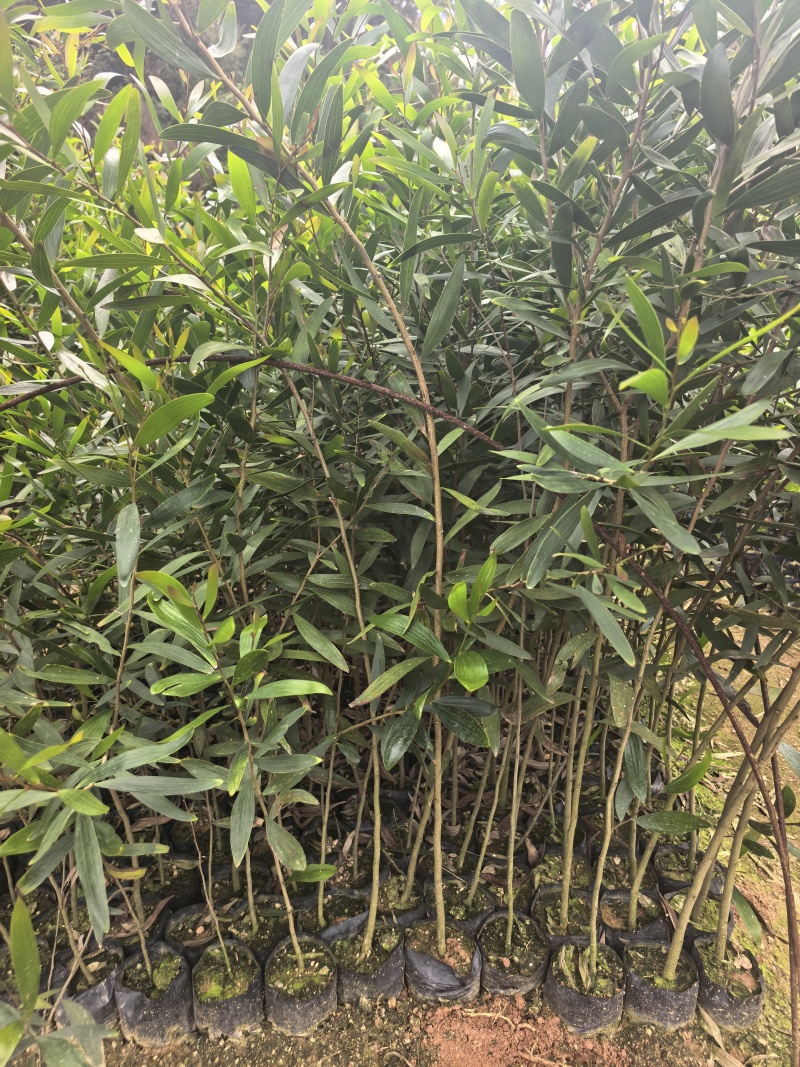 台湾相思自产自销自家基地一手货源价格优惠
