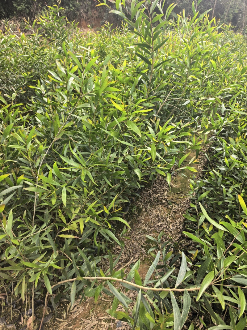 台湾相思自产自销自家基地一手货源价格优惠