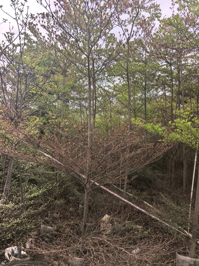 小叶榄仁3-5分小叶榄仁自产自销量大价格便宜
