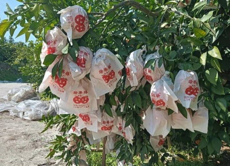 春见耙耙柑