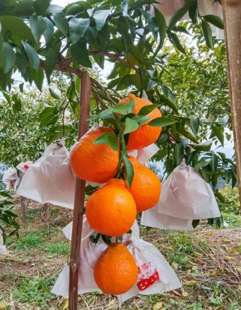 春见耙耙柑