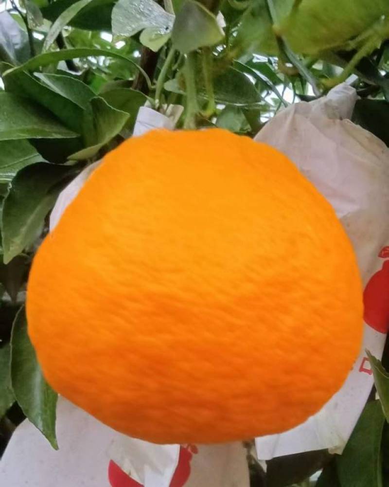 春见耙耙柑