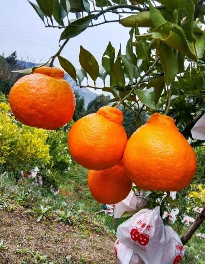 春见耙耙柑
