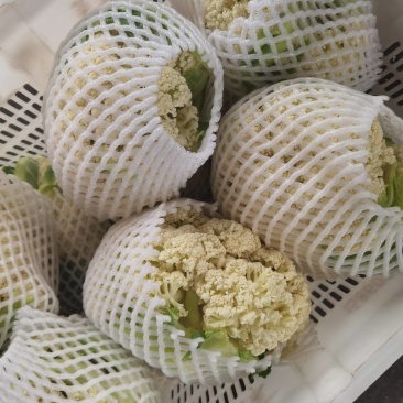 花菜青梗白面有机花菜松花菜超市电商加工厂