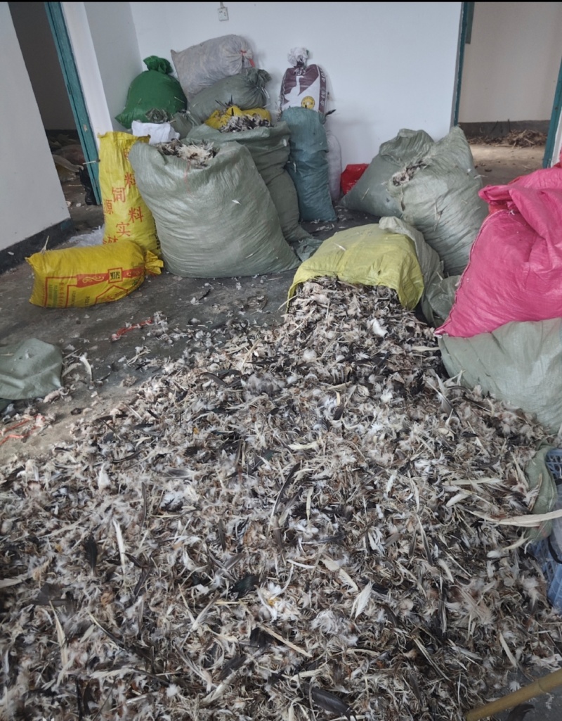 风干鸭毛