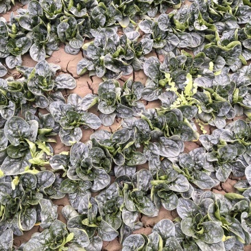 河南趴地菠菜一千亩3毛钱一斤2026年3月12号真实有效