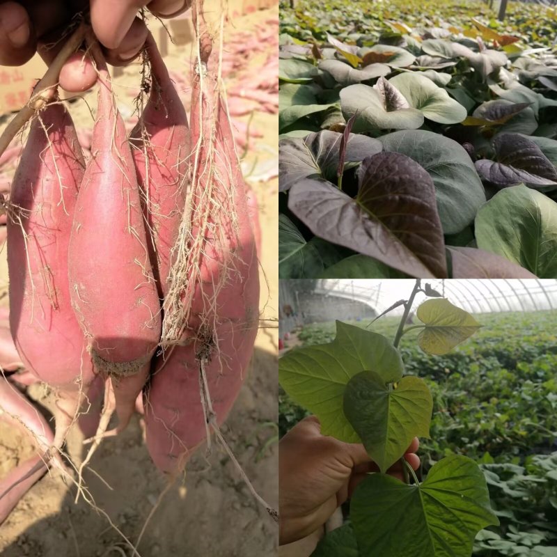 出售脱毒红薯苗：烟蜜薯！高产纯正！基地直发！