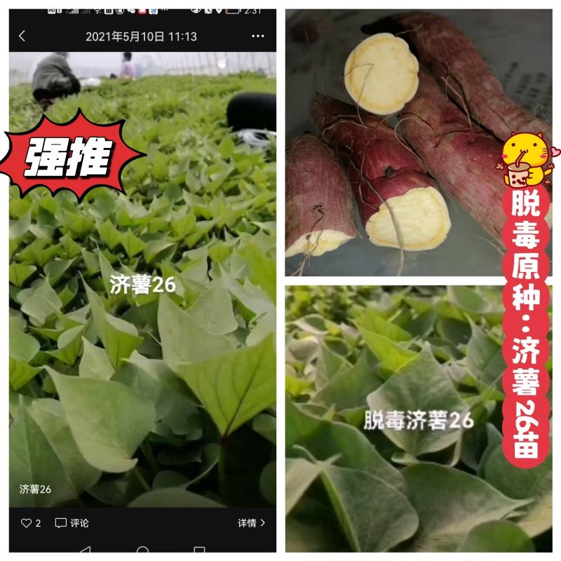 出售脱毒红薯苗：烟蜜薯！高产纯正！基地直发！