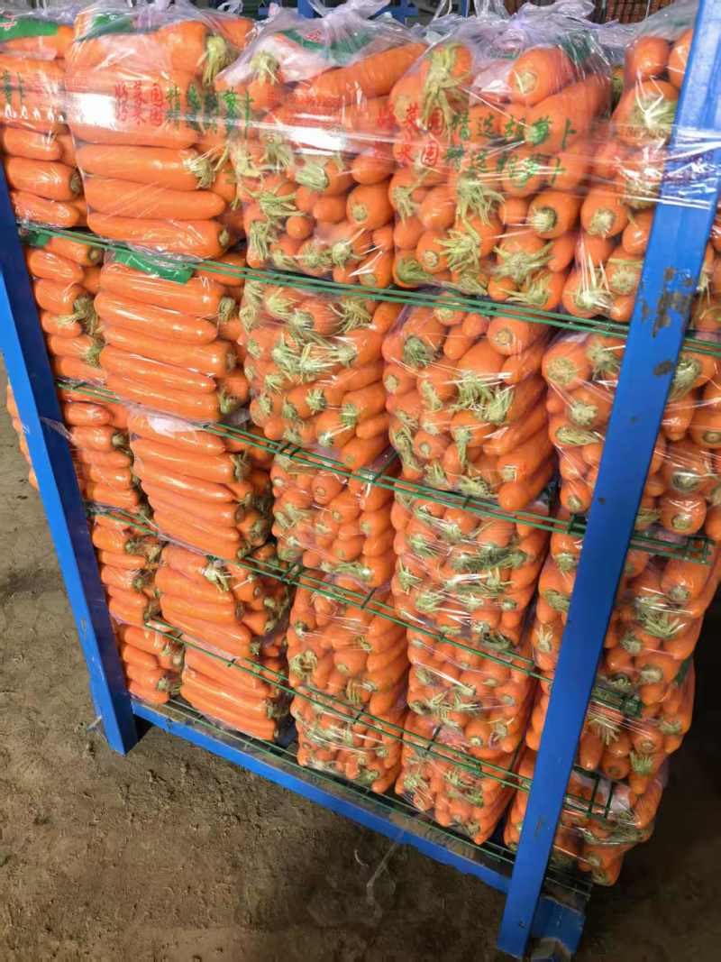 胡萝卜红萝卜精品杂交萝卜