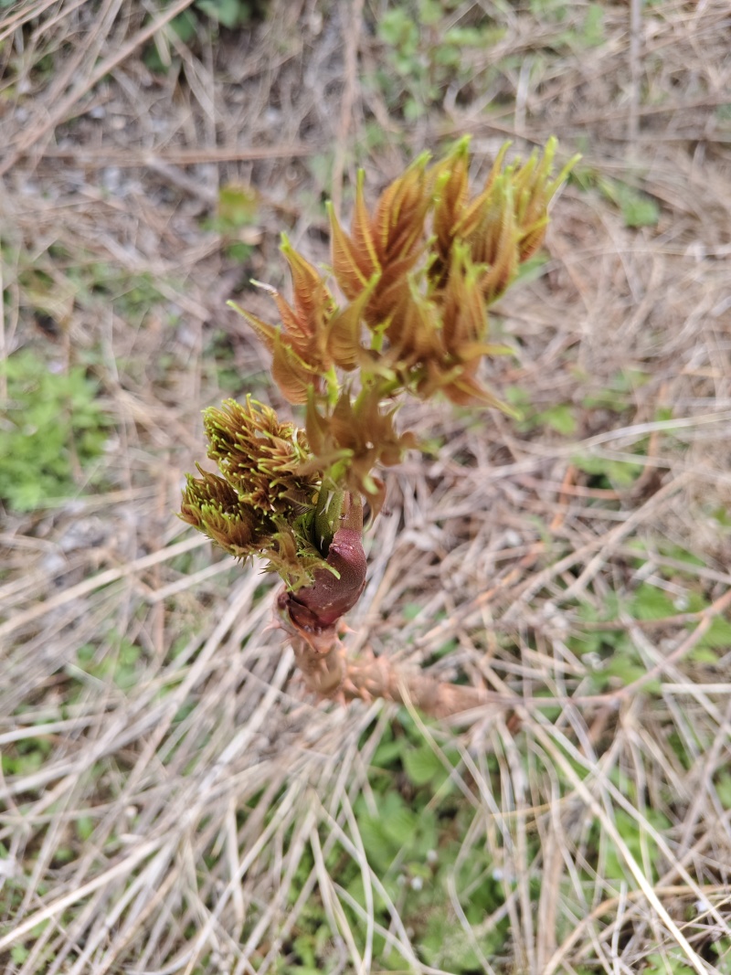 云南野生刺老芽