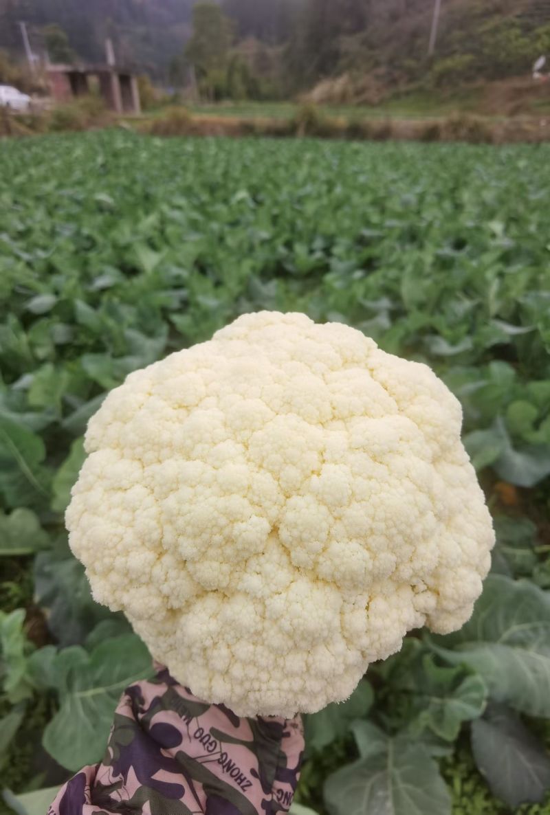 贵州花菜