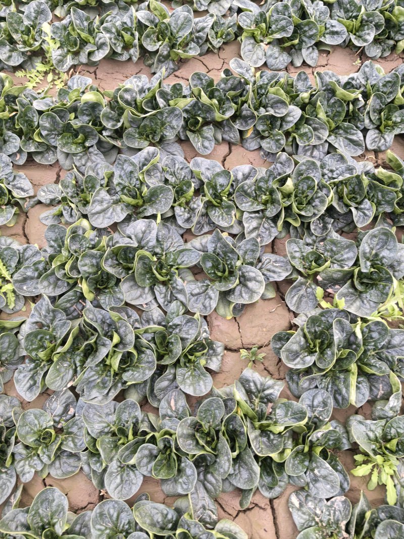 河南趴地菠菜一千亩自己开始卖3毛一斤