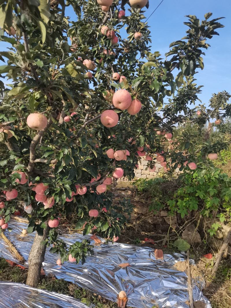 苹果红富士苹果