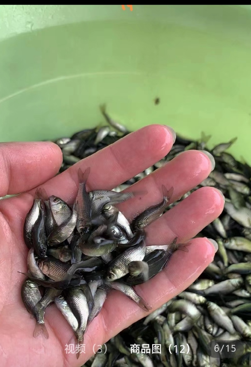 鲫鱼苗，中科5号