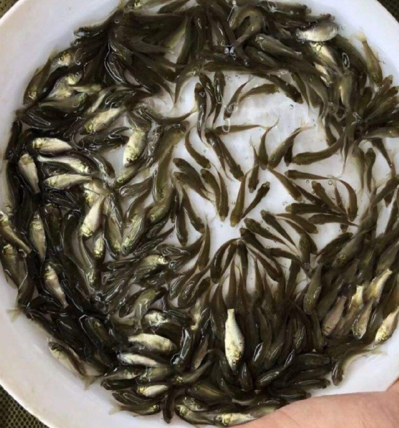 鲫鱼苗，中科5号