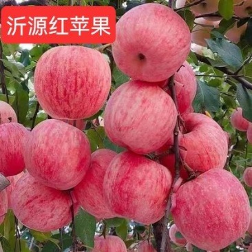 苹果红富士苹果