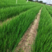 本地无染色四季小葱