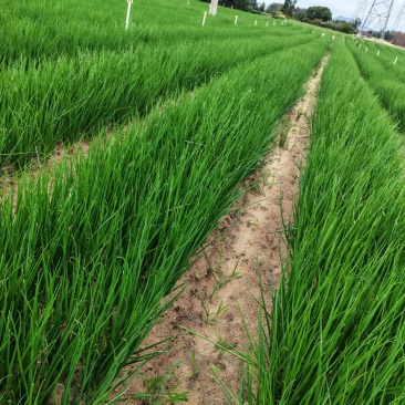 本地无染色四季小葱