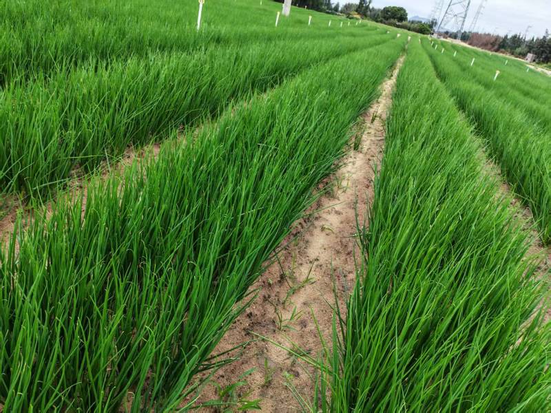 本地无染色四季小葱