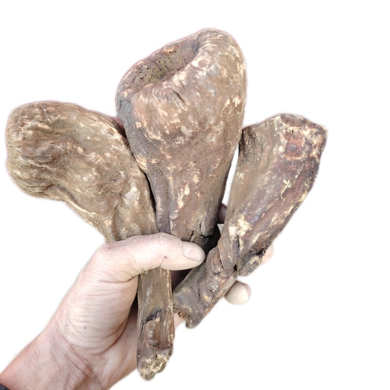甘肃自产高含量大黄二年生熏晒两种大黄整个发货包邮