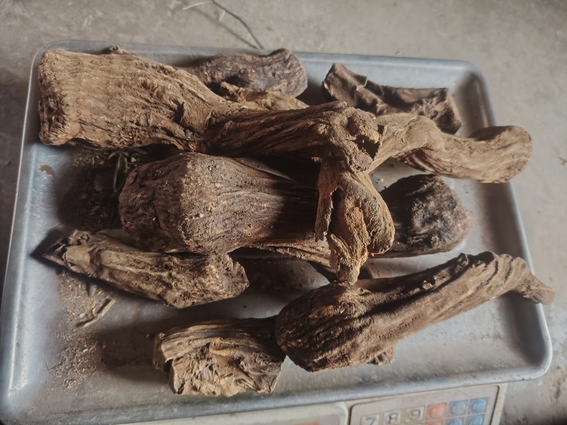 甘肃自产高含量大黄二年生熏晒两种大黄整个发货包邮