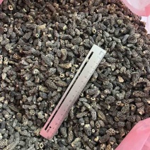 野生羊肚菌大货批发