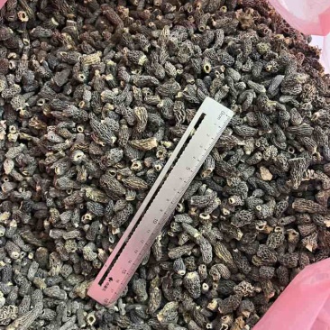 野生羊肚菌大货批发