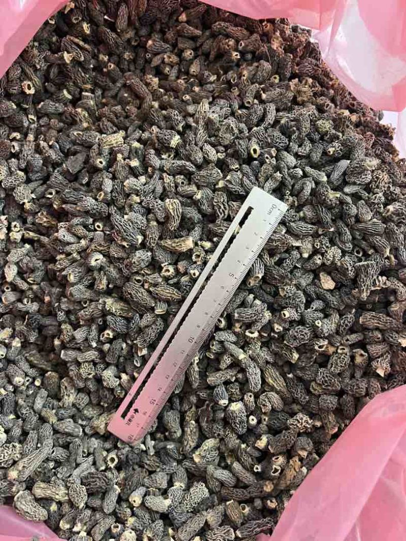 野生羊肚菌大货批发
