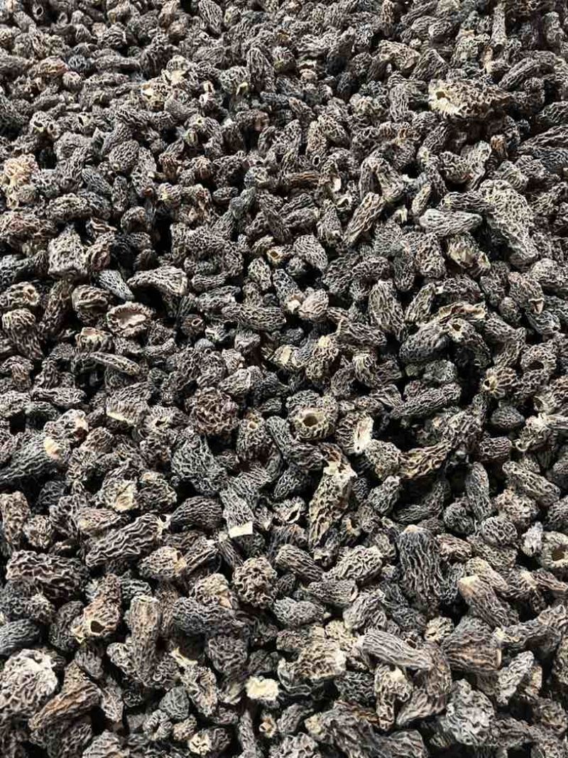 野生羊肚菌大货批发