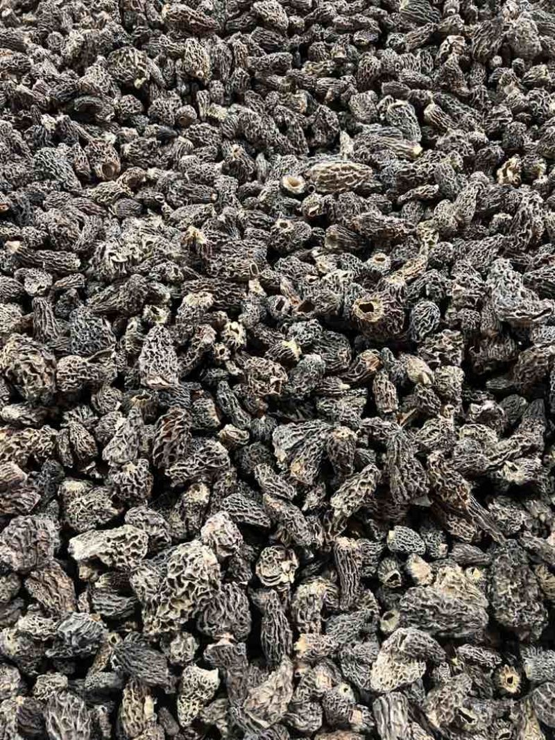 野生羊肚菌大货批发
