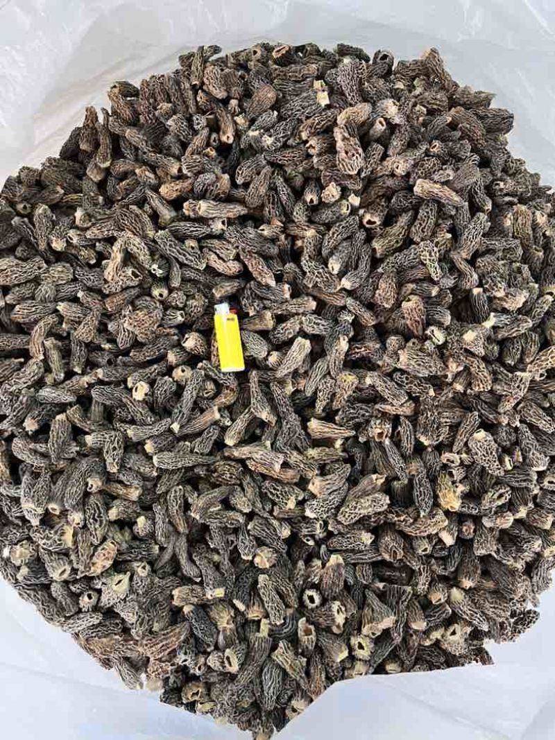 野生羊肚菌大货批发