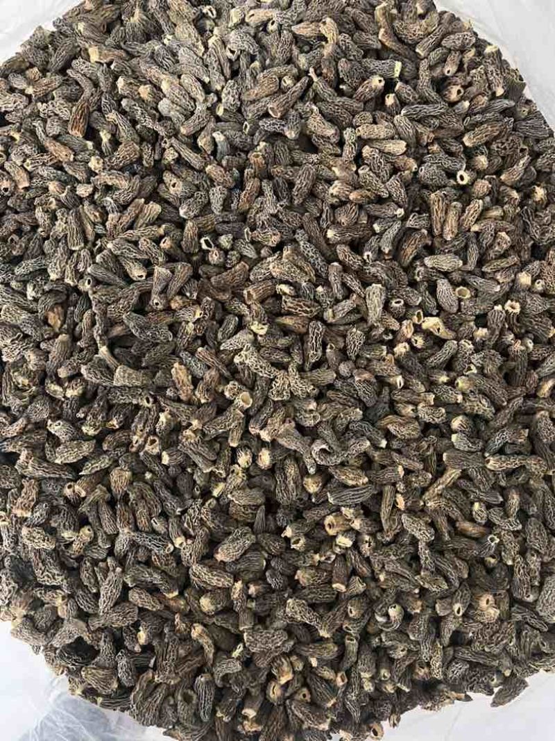 野生羊肚菌大货批发