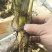 800亩高海拔优质单季美人茭白种苗