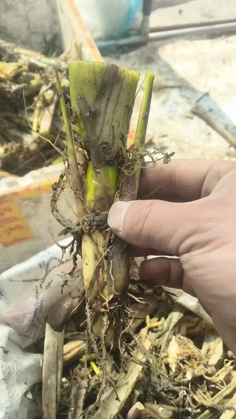 800亩高海拔优质单季美人茭白种苗
