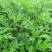 广东新鲜艾叶草食用艾草野菜现摘青团糍粑粑清明果嫩艾叶