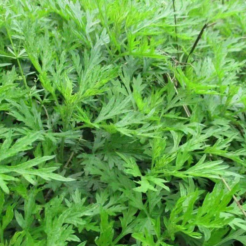 广东新鲜艾叶草食用艾草野菜现摘青团糍粑粑清明果嫩艾叶