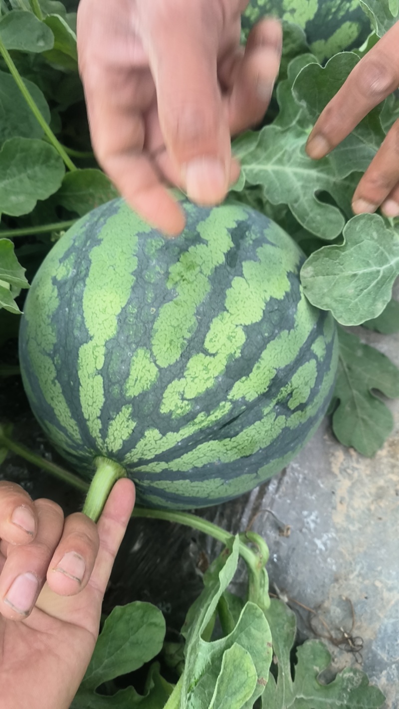 精品美都西瓜江苏东台基地直供质量保证一手货源对接商超