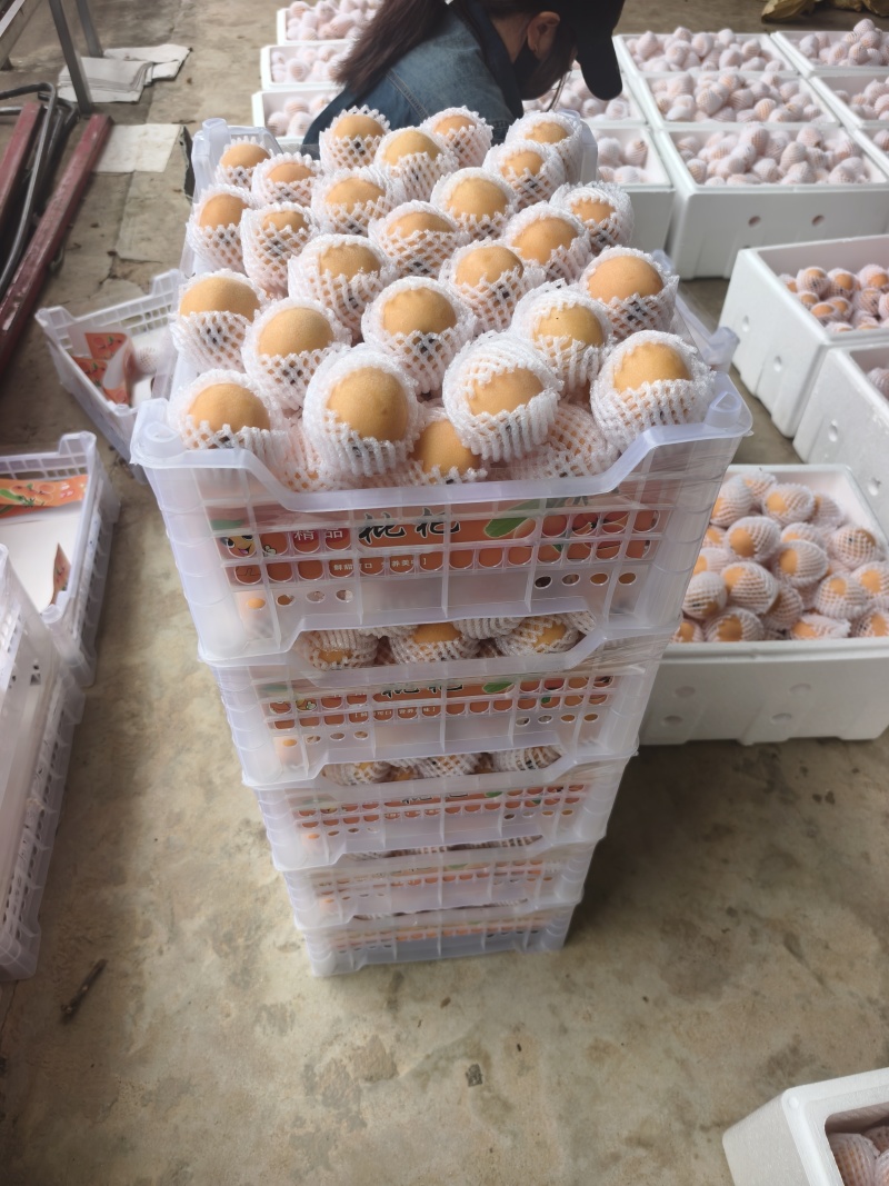 四川枇杷大量上市，工厂果，罐头果，市场精品货，支持一件代