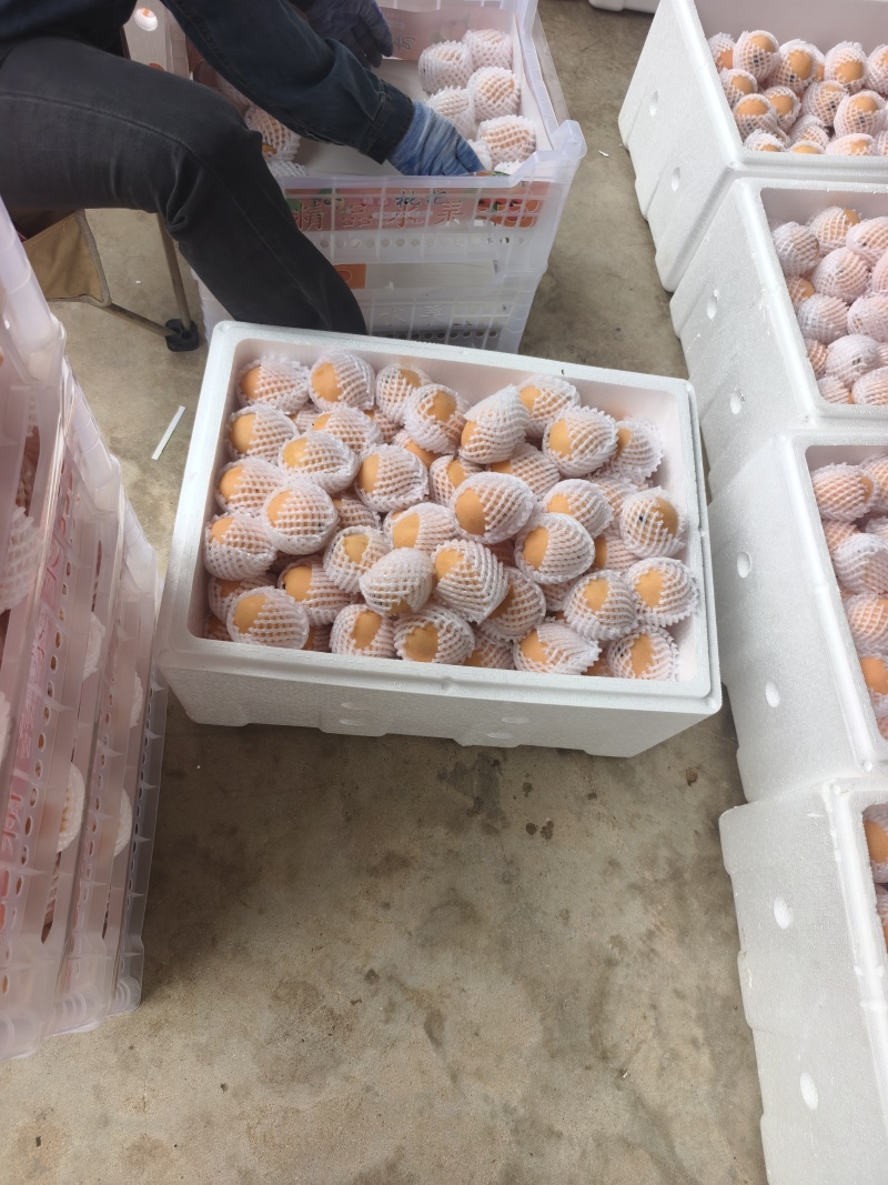 四川枇杷大量上市，工厂果，罐头果，市场精品货，支持一件代