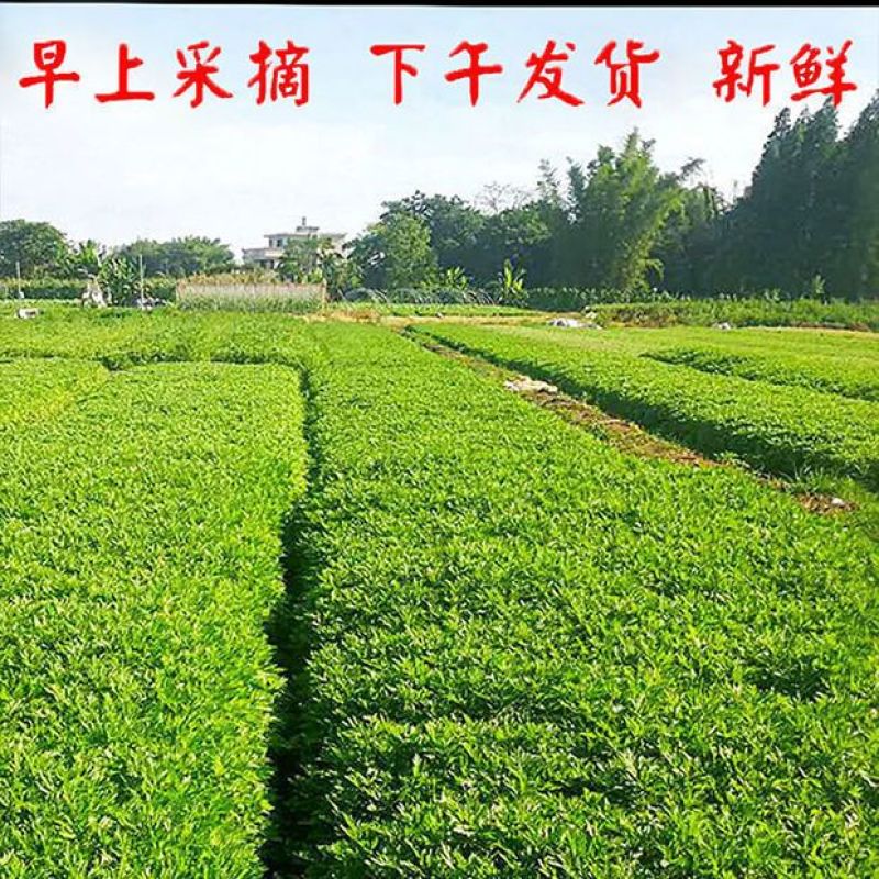 广东新鲜艾叶草食用艾草野菜现摘青团糍粑粑清明果嫩艾叶