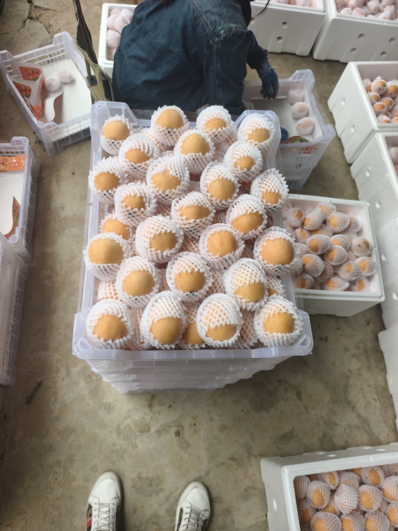 四川枇杷大量上市，工厂果，罐头果，市场精品货，支持一件代