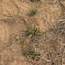 出售韭菜根