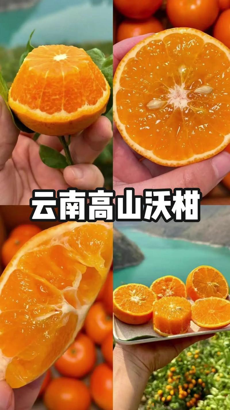 高山沃柑大量供应。