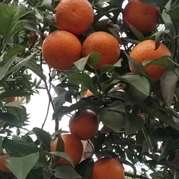 沃柑