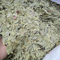 番泻叶各种规格番泻叶齐全批发零售量大从优